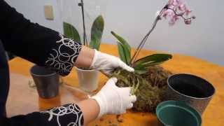 Orchid Care Trick  How to Save Your Potted Orchid From Dying [upl. by Enaj]