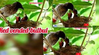 birdsRed bundedbulbulnaturalbeautyloversmotherslove whatsappstatusஅம்மா [upl. by Silra86]