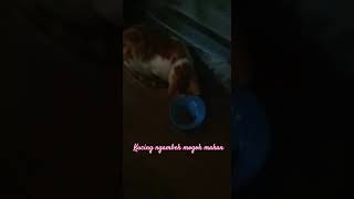 Kucing ngambek mogok makan shortsviral [upl. by Nettle]