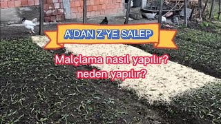 Salep yetiştiriciliği malçlama denemesi l Salep l Salep tarımı [upl. by Mccandless]