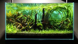 Project Cryptocoryne 65x40x35 NACD Aquarium THE END [upl. by Zelle]