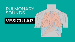 01  Normal Lung Sounds  Vesicular breath sounds [upl. by Sseb542]