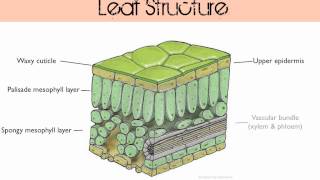 Gas Exchange in Plants [upl. by Enelaehs214]