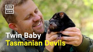 Aussie Ark Introduces Twin Baby Tasmanian Devils [upl. by Lavicrep]