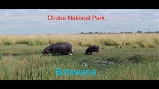 Chobe National Park [upl. by Inus]