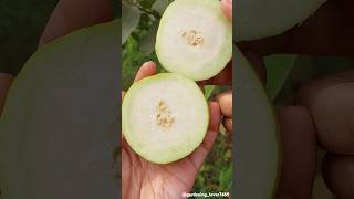 Fruits farming 🍐🥝🍎🥑🍏 seasonal fruitfarming fruitharvest satisfying gardeninglover7469 [upl. by Hacker]