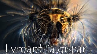 Lymantria dispar HD [upl. by Photima]