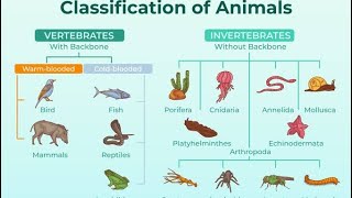 Classification of Animals  Mammals Birds Reptiles Amphibians and Fish  science [upl. by Atel435]