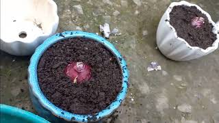 how to grow Hyacinthdelft bulesplendid corneliawinter bulbsflowerhouse plantfragrantflower [upl. by Dorice987]