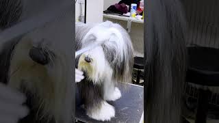 Bearded Collie Comb Out [upl. by Fellows807]