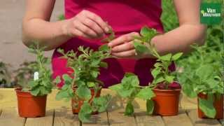 How to pinch out bedding plants with Van Meuwen [upl. by Enedan]