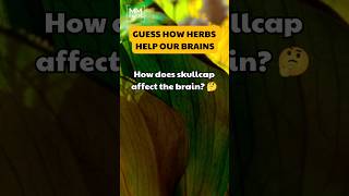 Do you know how skullcap the herb has an effect on our brains 🧠🌿skullcap herbs brainhealth [upl. by Naujyt379]