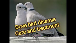 Dove bird disease Care and treatment dove bird rearing [upl. by Krongold]