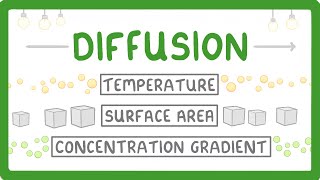 What is Diffusion How Does it Work What Factors Affect it 7 [upl. by Runkel658]