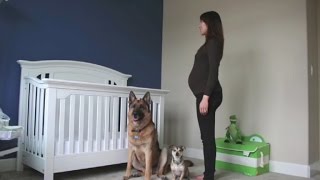 Dogs Steal the Show in Heartwarming Pregnancy Time Lapse Video [upl. by Duleba]