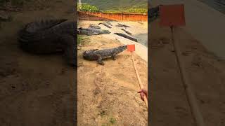 My head is buzzing Crocodile farm Crocodiles Confusing behavior of animals Dangerous actions [upl. by Llywellyn949]