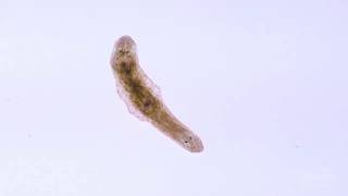 In A Minute Science Planaria [upl. by Ssej]