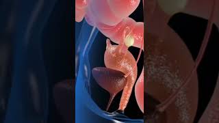 Anatomy of Uterus 3D Animation [upl. by Rafaj]