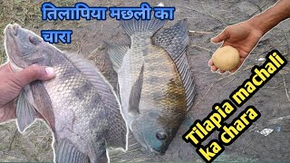 Tilapiya machhli ka chara  तिलापिया मछली का चारा  तिलापिया मछली का चारा कैसे बनाऐ [upl. by Euginimod]