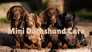 Mini Dachshund Care MiniDachshund WeinerDog DachshundLove SmallDogs Dachshund DogCare PetTips [upl. by Ludewig331]