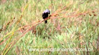 Caboclinhodebarrigapreta Sporophila melanogaster Blackbellied Seedeater MVI0617 [upl. by Jorgensen]