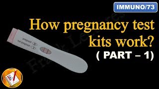 How pregnancy test kits work PART I FLImmuno73 [upl. by Drarig]