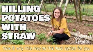 Hilling Potatoes with Straw How to do it and why straw is a great option [upl. by Lehman]