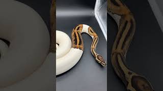 Pied Ball Python shorts shortsfeed shortvideo fyp [upl. by Navy727]