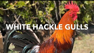 GALLOS FINOSWHITEHACKLE [upl. by Rossie652]