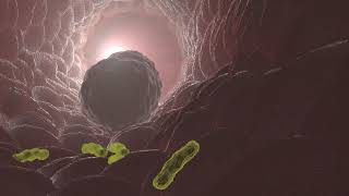 macrophage eating bacteria in 3D animation [upl. by Caraviello]