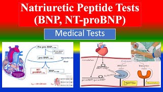 Natriuretic Peptide Tests BNP NT proBNP   What is   Uses  Need  Preparation  Results [upl. by Upali]