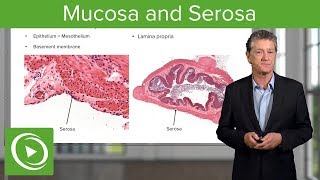 Mucosa and Serosa – Histology  Lecturio [upl. by Shannah]