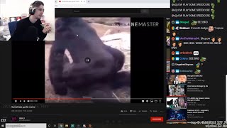 xQc gets Jebaited and watches TOS gorilla meme BANNED NOW [upl. by Blynn]