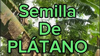 La semilla también llamado Cormo En la siembra del Plátano es fundamental la selección de la semilla [upl. by Notsgnik]