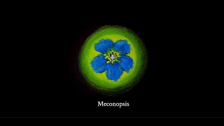 Meconopsis  PierreRui [upl. by Assilac]