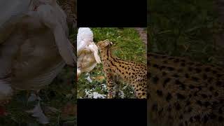 Gato serval comiendo y bebiendo  Leptailurus serval [upl. by Nwahs]