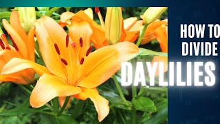 How to divide Daylilies 🌻🌻  FREE PLANTS [upl. by Worthington]