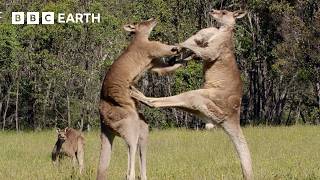 50 of the Greatest Fights in the Animal Kingdom  BBC Earth [upl. by Nyrem684]