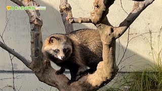 【東山動植物園公式】タヌキの鳴き声〜木の上にて〜《 ホンドタヌキ タヌキ 》 [upl. by Nedak496]