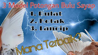 3 Model Potongan Bulu Sayap Merpati Tinggian quotMANA TERBAIKquot merpatitinggian merpatitomprang [upl. by Carita244]