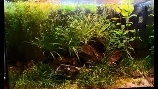 260 days of my 25l LowTech aquarium From set up till restart [upl. by Arualana]