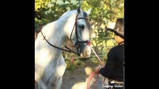 Roberto obregon el charro del sur  alta y delgadita [upl. by Onairda]