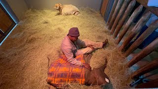 New Elephant Orphan Calf Phabenis First Evening at HERD [upl. by Yllah]