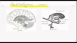 Aufbau des Ventrikelsystems  Liquorsystems und des Sinussystems Teil 1 [upl. by Picker]