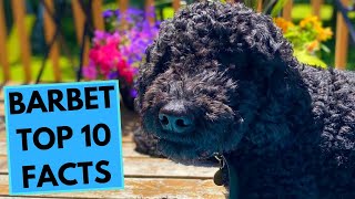 Barbet  TOP 10 Interesting Facts [upl. by Atnomed]