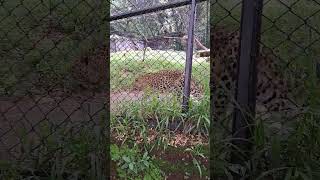 Leopard zoo asmrsounds leopard roar resting tree [upl. by Kalin]