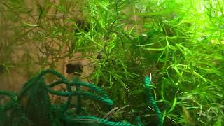 Tropical fish breeding CPD [upl. by Ayik]