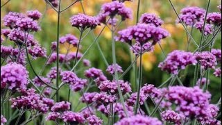 Verbena bonariensis  what I do in the early autumn verbena verbenabonariensis [upl. by Kuehnel917]