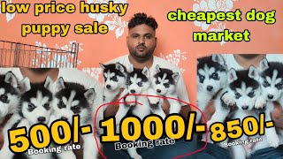 🐶Cheapest dog market in delhi ncr  low price puppy husky for sale  puppy available low price [upl. by Tiffany20]