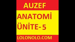 Anatomi Ünite 5 Online Test Auzef vize final– Öğrenme Yõnetim Sistemi Google Chrome 2020 01 22 21 [upl. by Kedezihclem240]